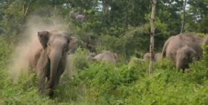 gajah