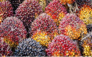 Harga-CPO-sawit-19-April-750x469